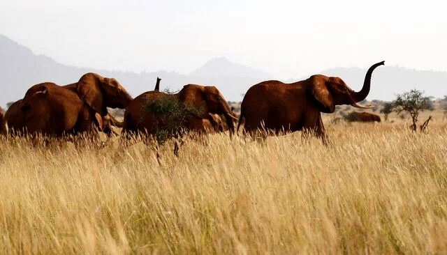 Armed Herders Invade Tsavo East National Park