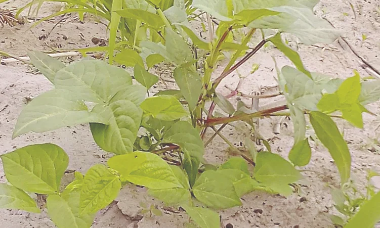 AU Adopts Strategy to Tackle Plant Health Risks