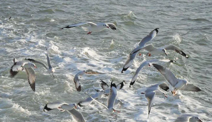 Bangladesh eyes birdwatchers as Sundarbans lure grows