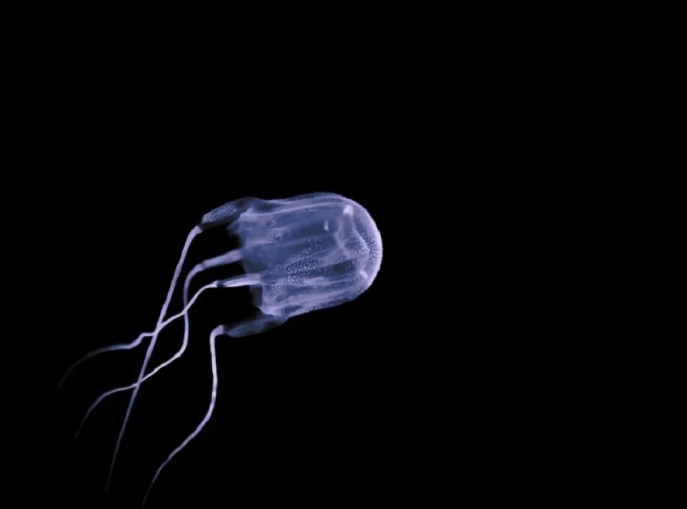 Box jellyfish found in Langkawi