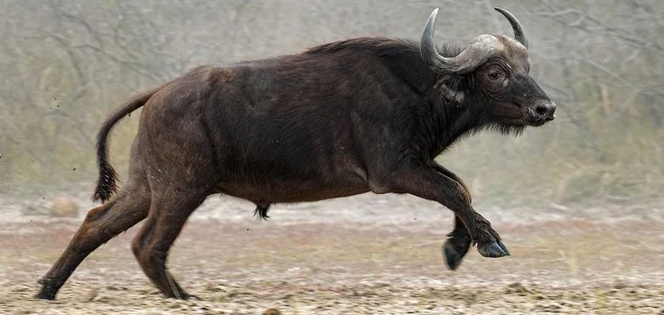 Buffalo gores farmer near Save Conservancy