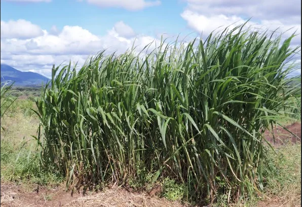 Chinese super grass from Mwangi takes over Namanga ranches
