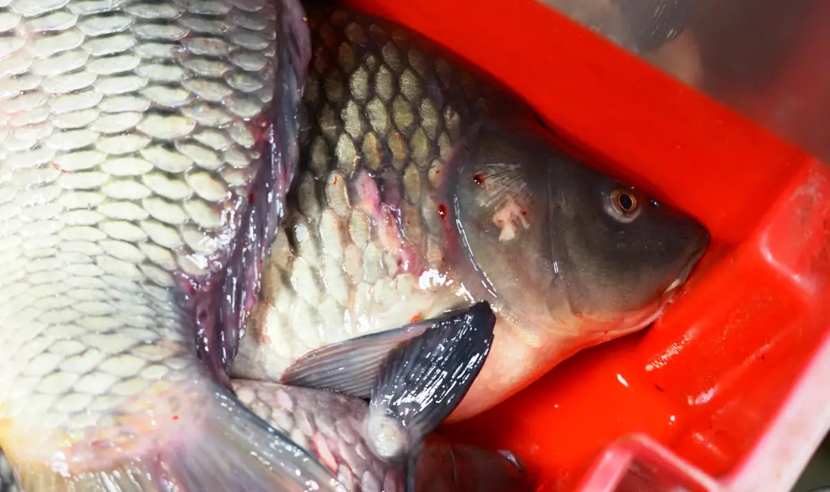 Danube carp scarce in Ruse, prices jump for St Nicholas