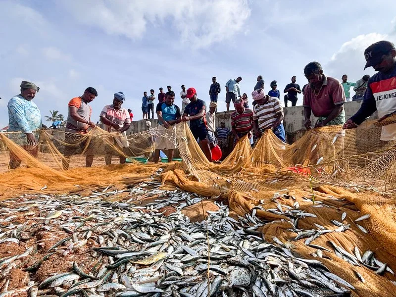 Dr Abhilaksh Likhi discovers Indian fishers need ice boxes