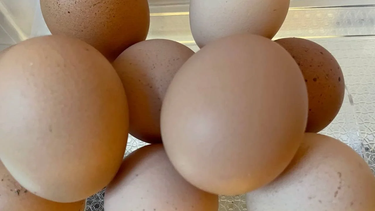 Egg Prices Drop Sharply in Russia Due to Lower Demand