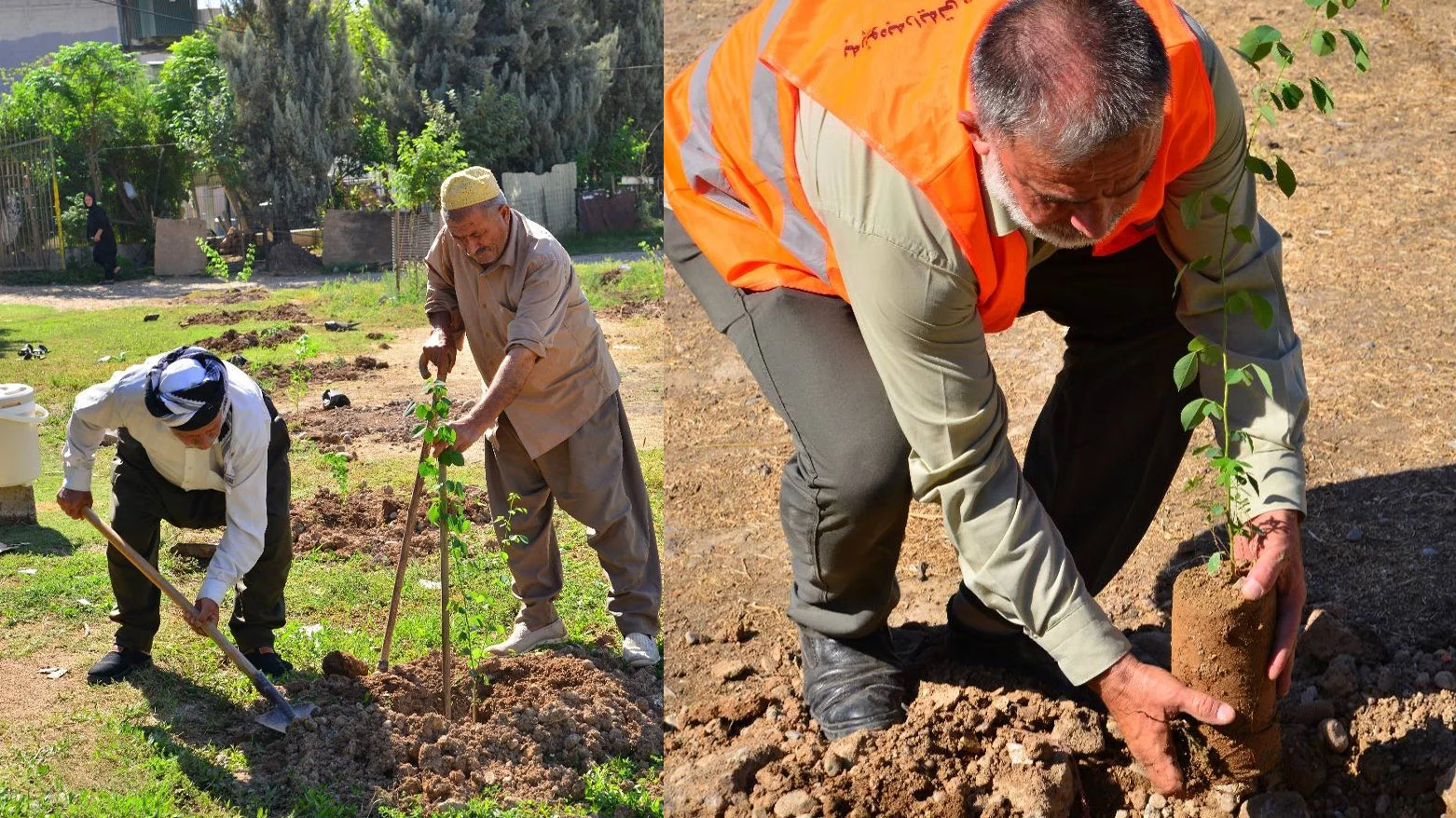 Erbil nears green space goal with 10K trees planted