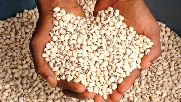 EU ban bites hard, Nigeria’s beans cost millions yearly