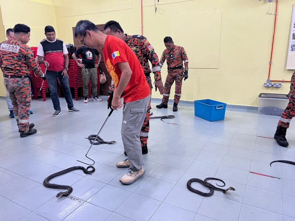 Expert warns Malaysians about venomous snakes