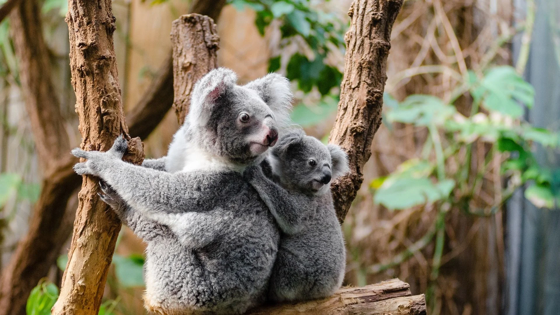 Free Zoo Fun for Under 18s on June One