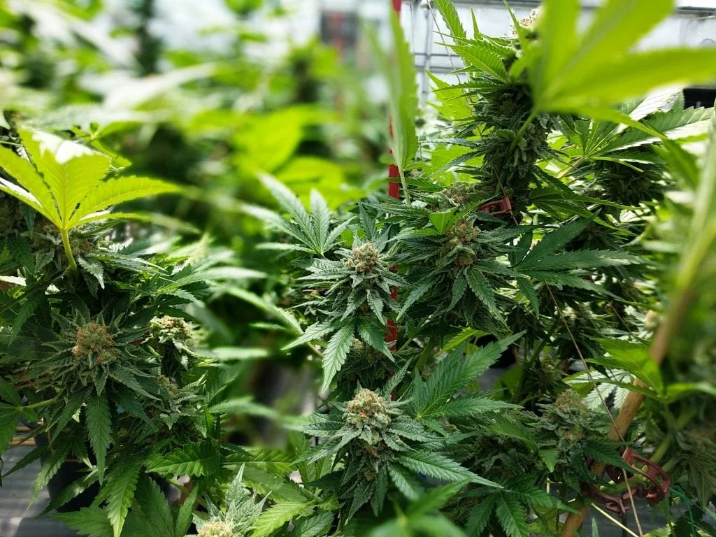 Guyana cops torch $409M cannabis farm, find guns