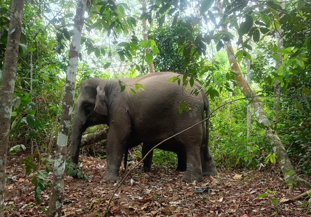 Johor adopts new wildlife safeguards