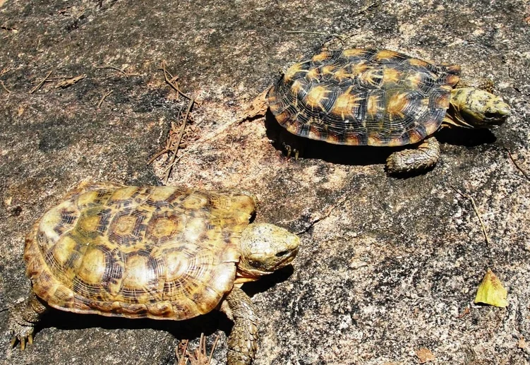 Kenya's Epic Mission to Save Rare Pancake Tortoise
