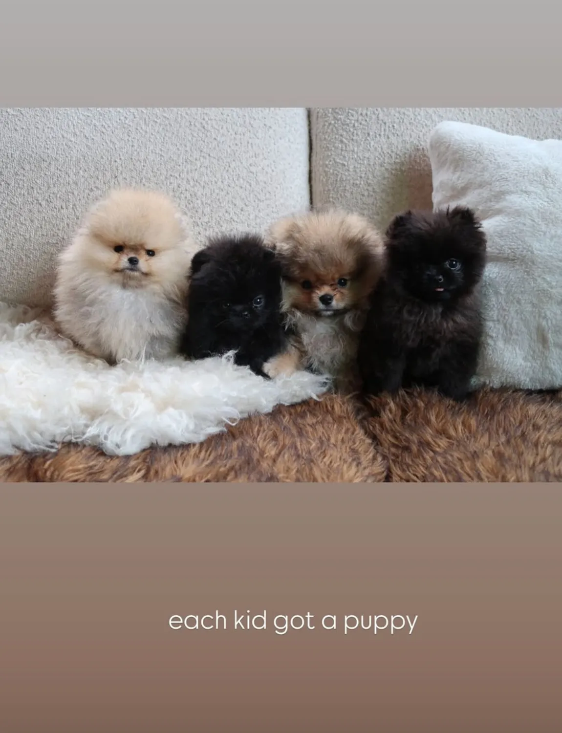 Kim’s puppy parade, PETA’s outrage