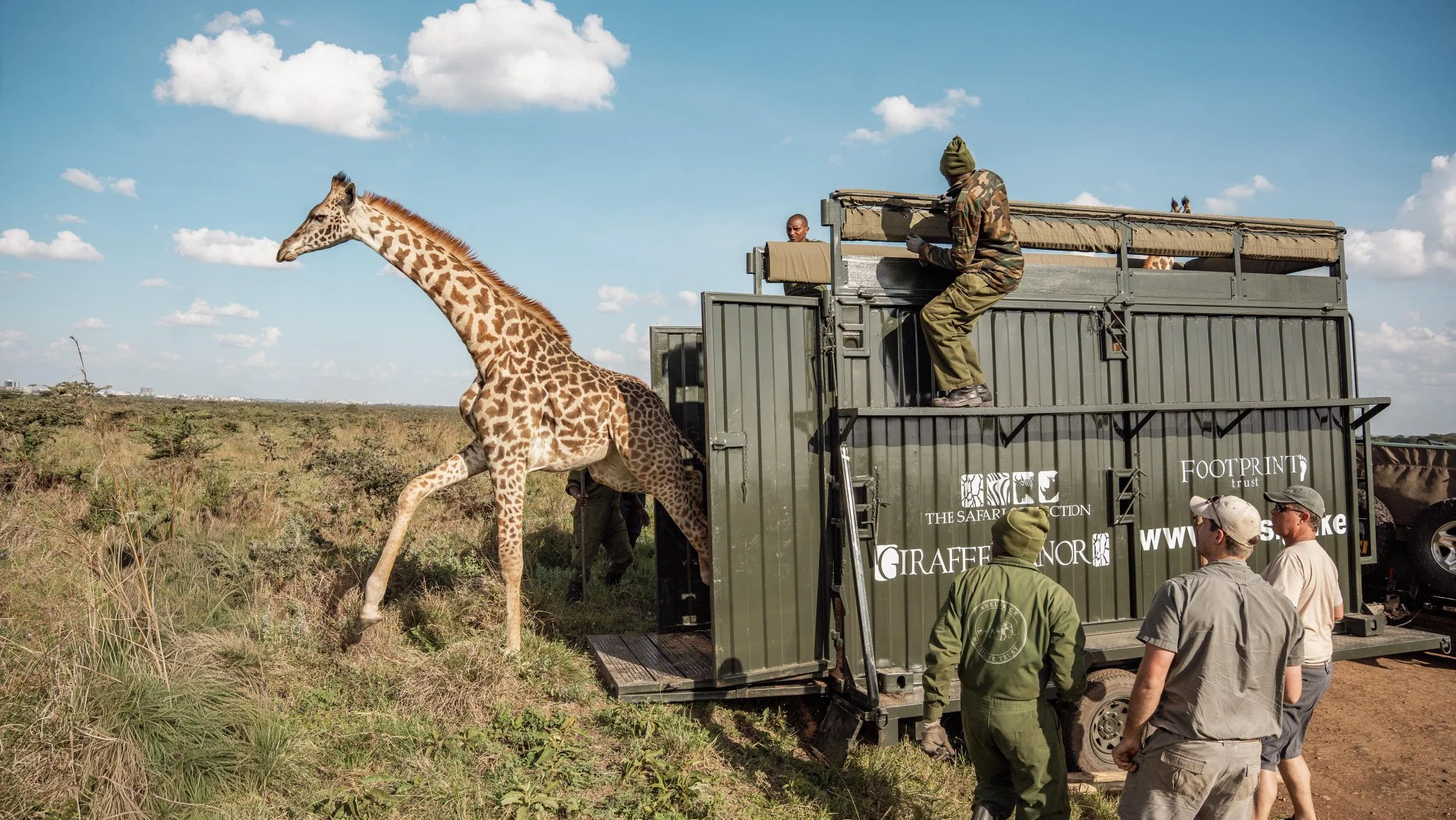 KWS rushes giraffe, zebra rescue after habitat loss