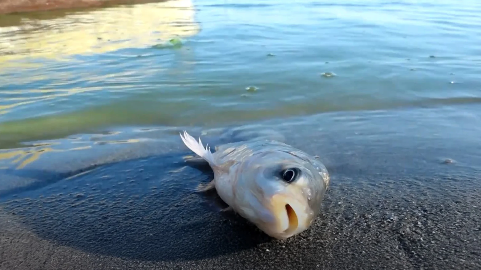 Lake Razzaza dies as Iraq watches, does nothing