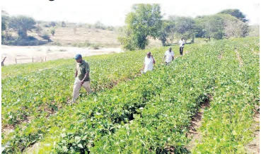Lawyer Maema Transforms Kitui Village With Eco Farming