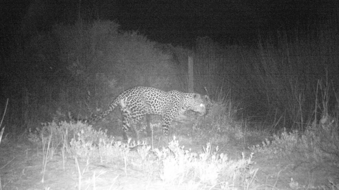 Leopard returns to West Coast park