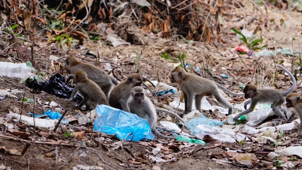Malaysia studies macaque control feed