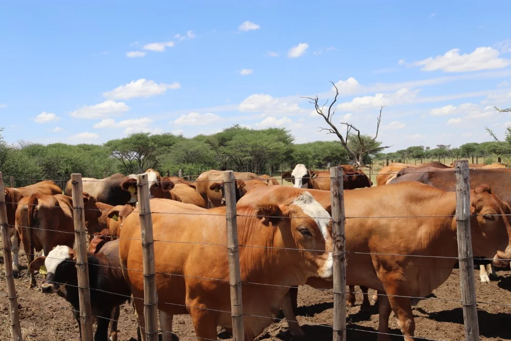 Meatco instructed David van der Linden to stop sale