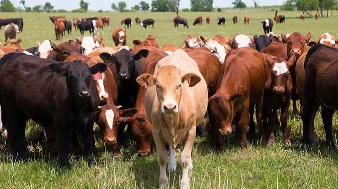 Midlands young ranchers face survival challenges