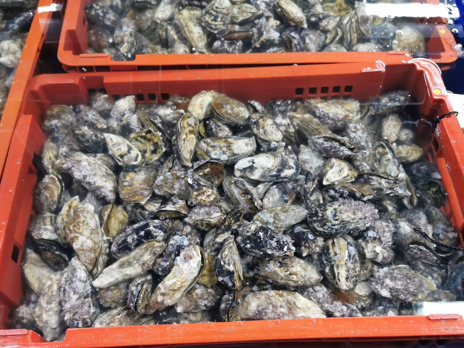 Minister George admits defeat, poachers wipe out abalone