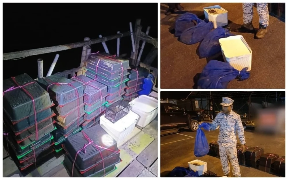 MMEA seizes 245 protected animals in Batu Pahat