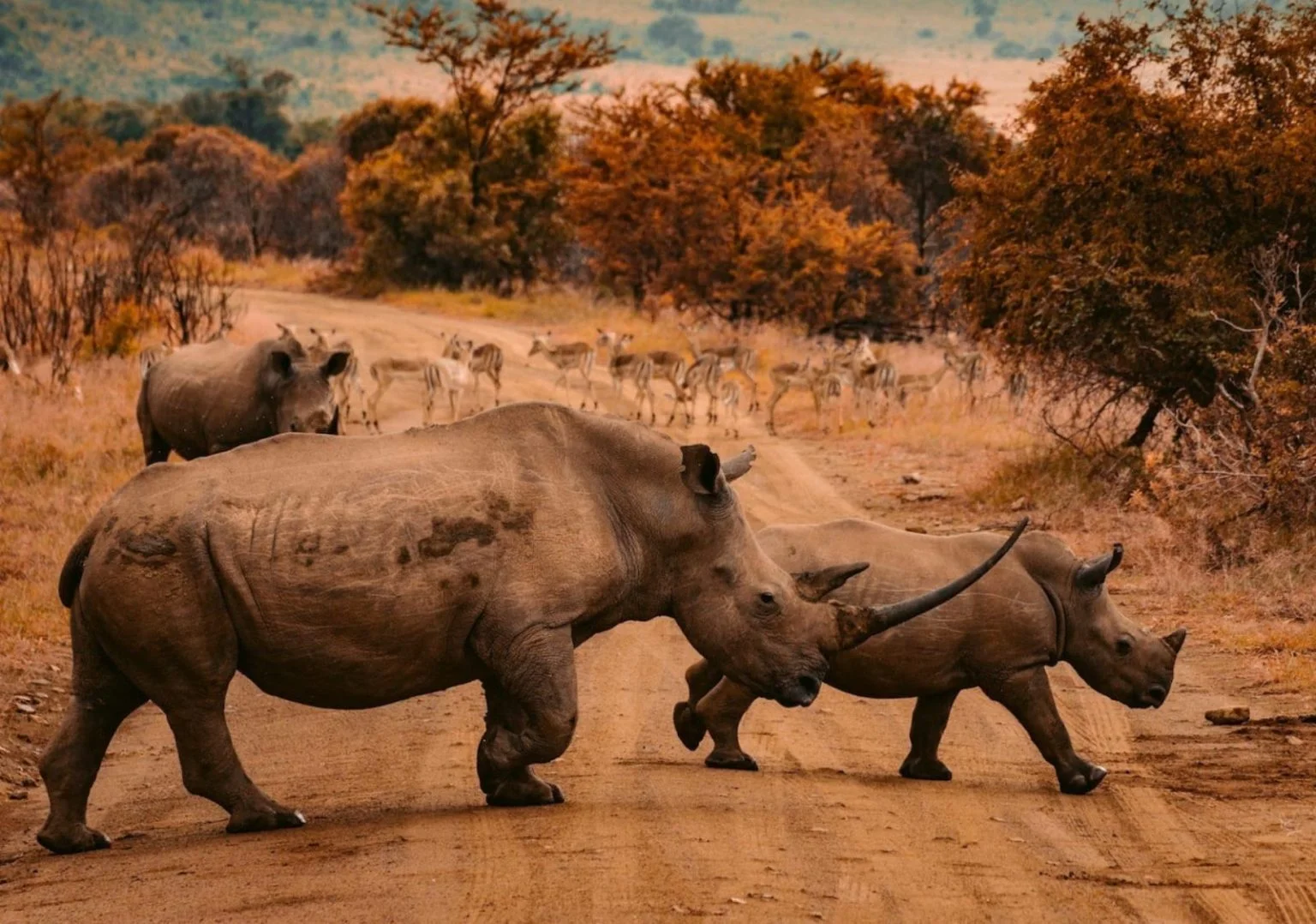 Mpumalanga ramps up anti-poaching drive after rhino deaths double