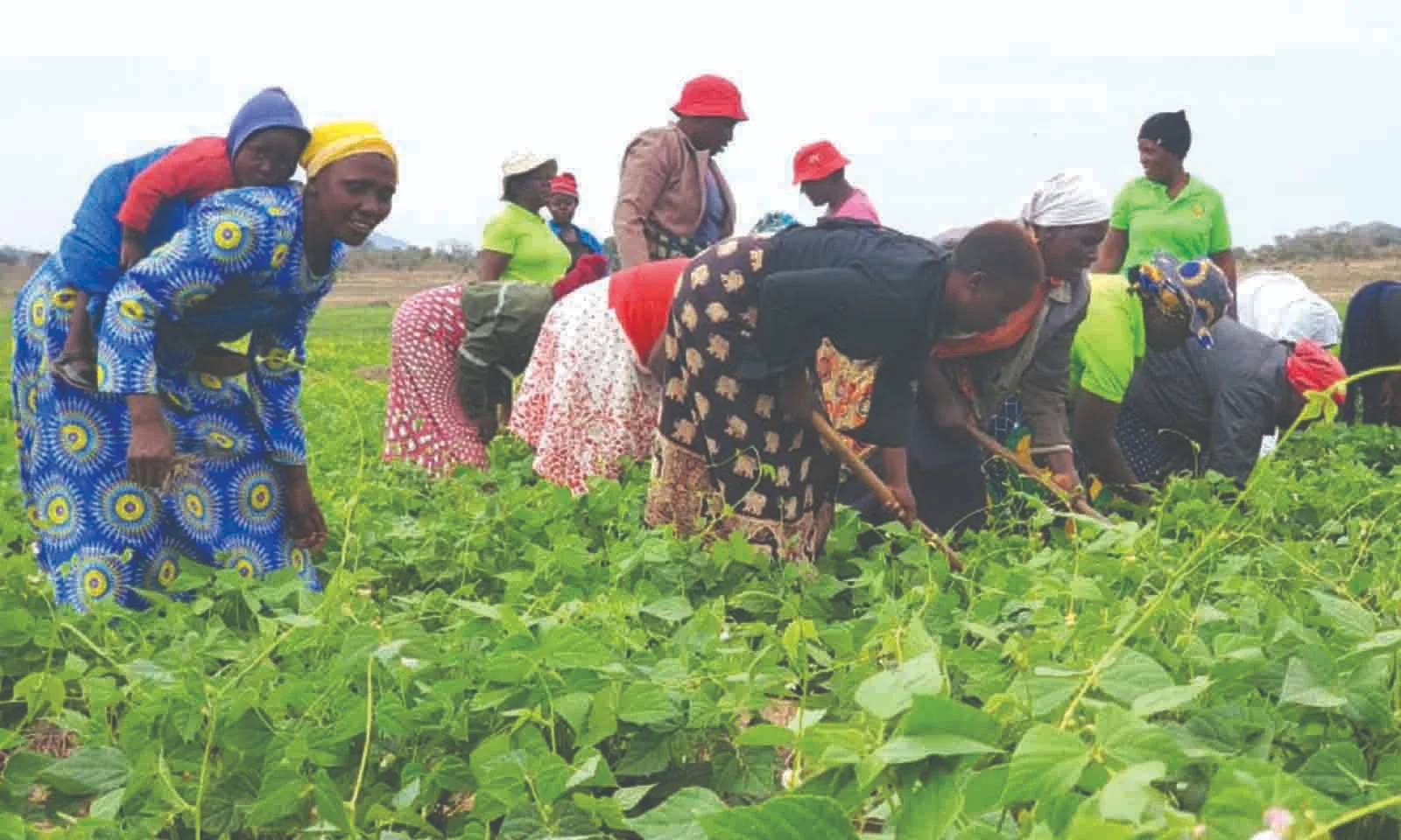 Mwenezi turns drought into green gold