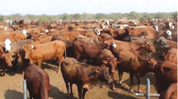 No oxen, no plough, just donkeys and doubt