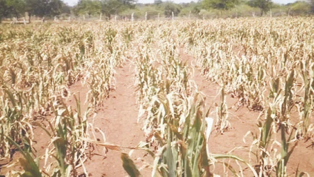 Patchy Rain Leaves Crops and Pastures Thirsty
