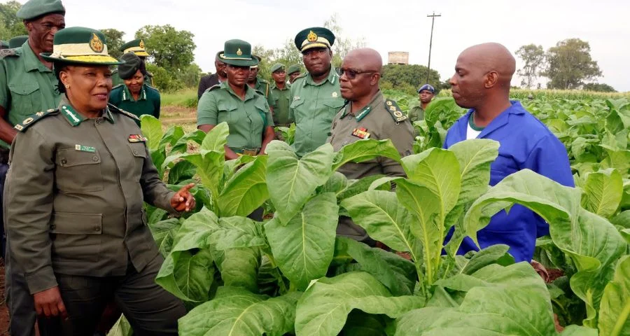 Prisons discover green fingers with tobacco pilot