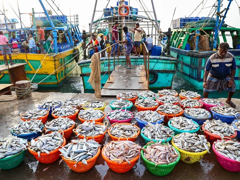 Rajiv Singh's big Lakshadweep tuna plan
