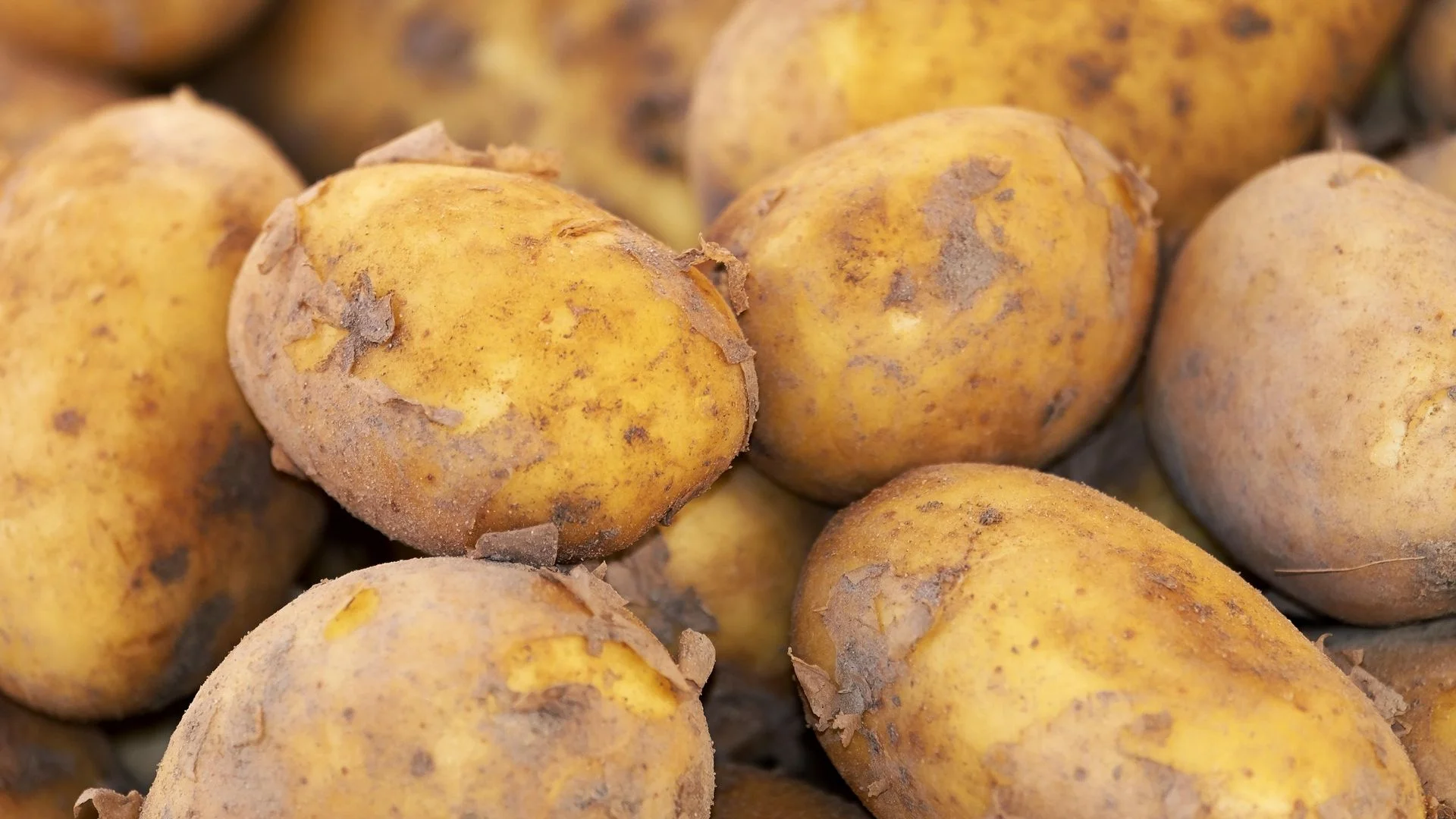 Russia drowns in Egyptian potatoes as exports rot