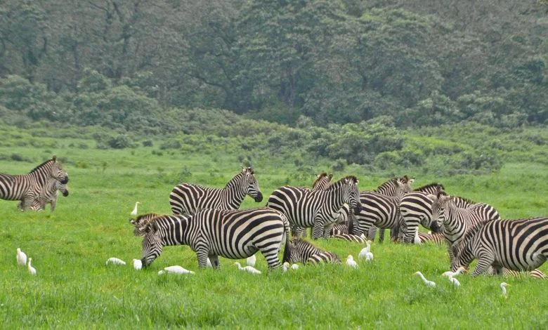 Sandy Stevens hails Arusha park visit
