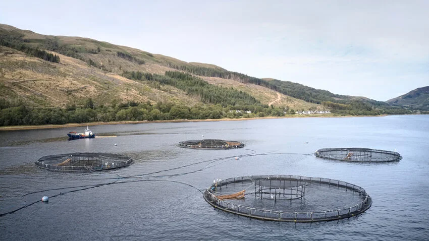 Scottish salmon adds £1bn to economy