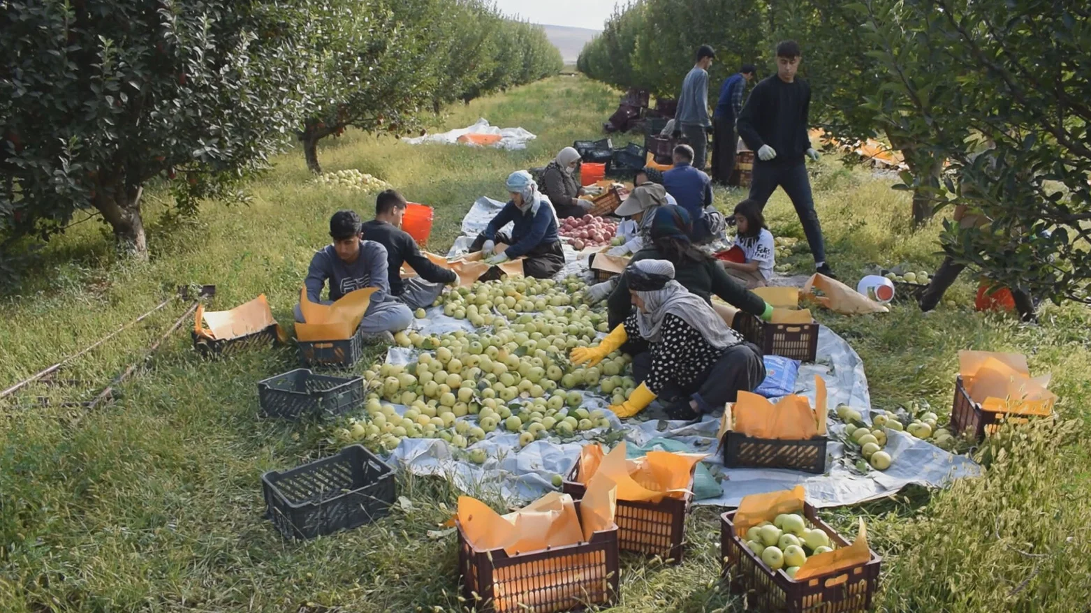 Shino's apple harvest hit by a 25% drop, the economy strains