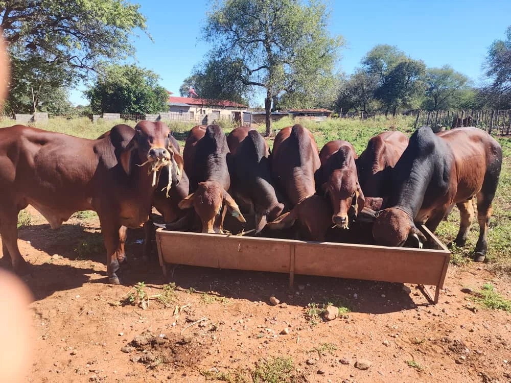 Sifela Brahmans Dominate ZITF With Champion Cattle