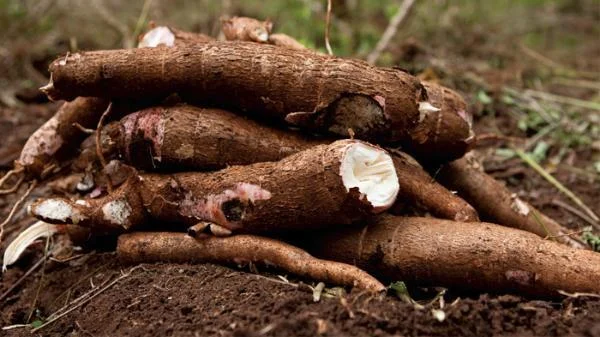 Tanzania lands $640M cassava megadeal, 100K jobs on tap