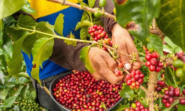 Tanzania seeks investors for Nyasa coffee processing plant