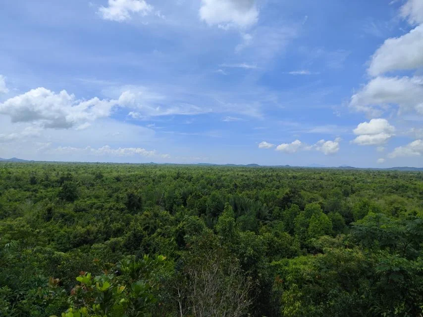 The Masanpa Island mangrove forest is designated as a protected area