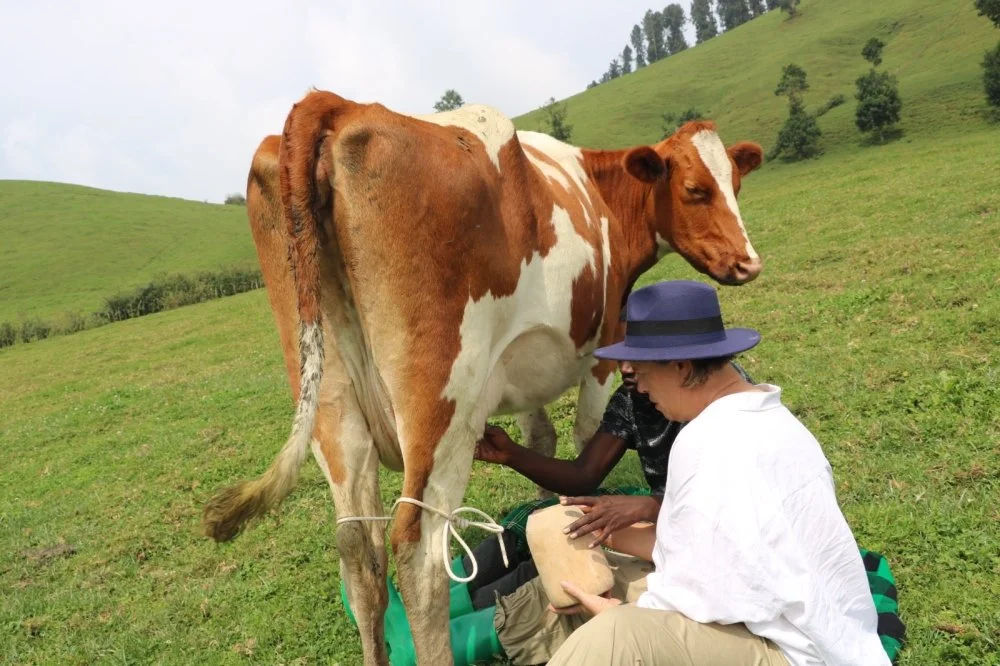 Thorpe drenched in cow chaos in Rwandan hills