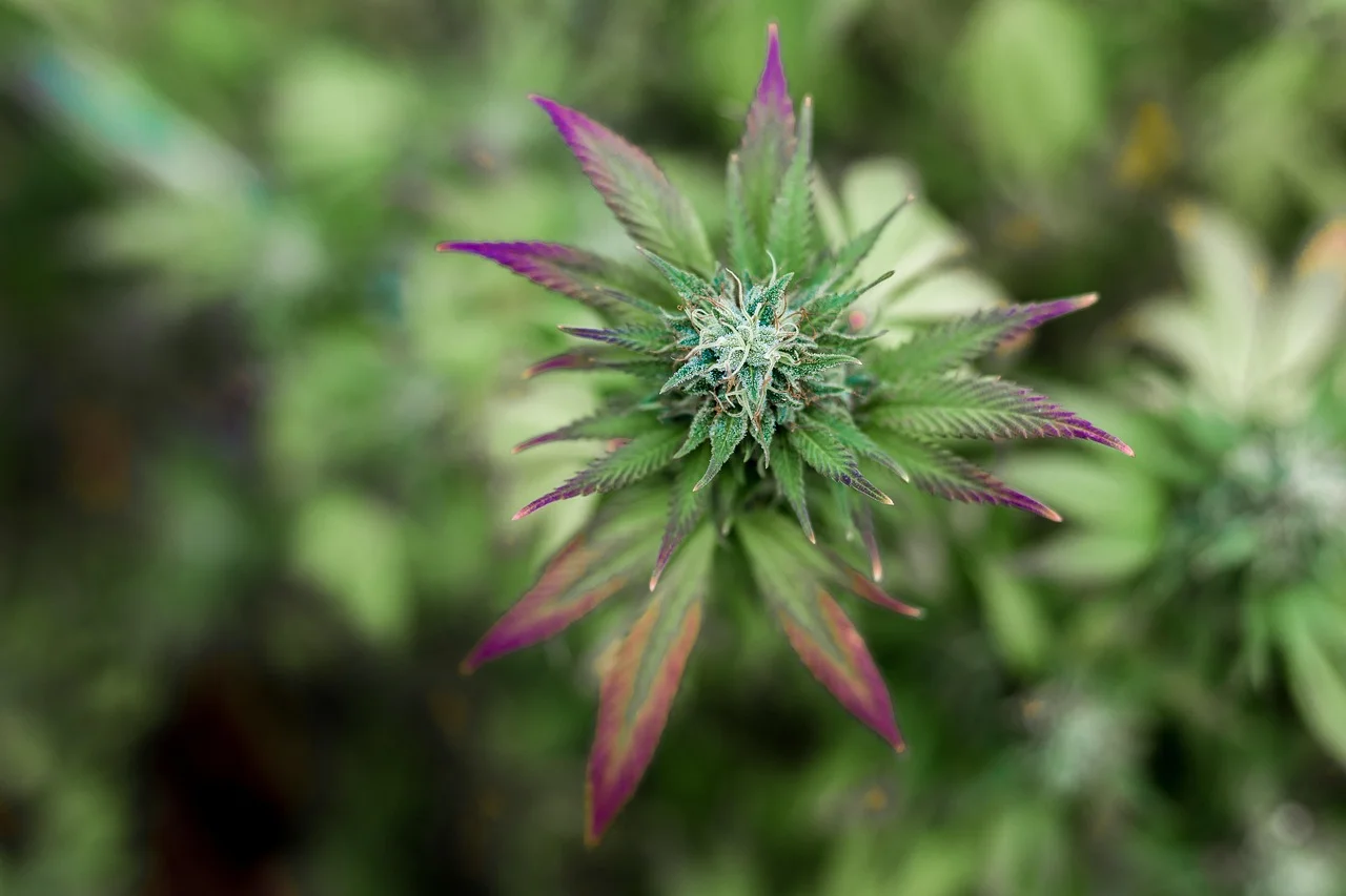 Trump speeds up weed's downgrade from heroin tier