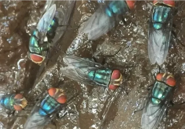 US Launches $8.5 Million Facility to Combat Screwworm Threat