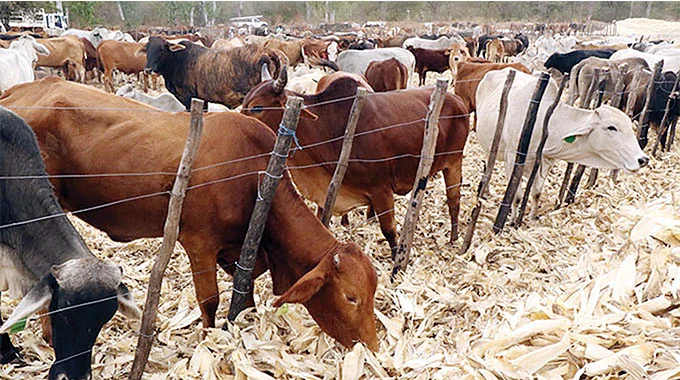 Wild Stray Cattle Auction Hits Plumtree Pound
