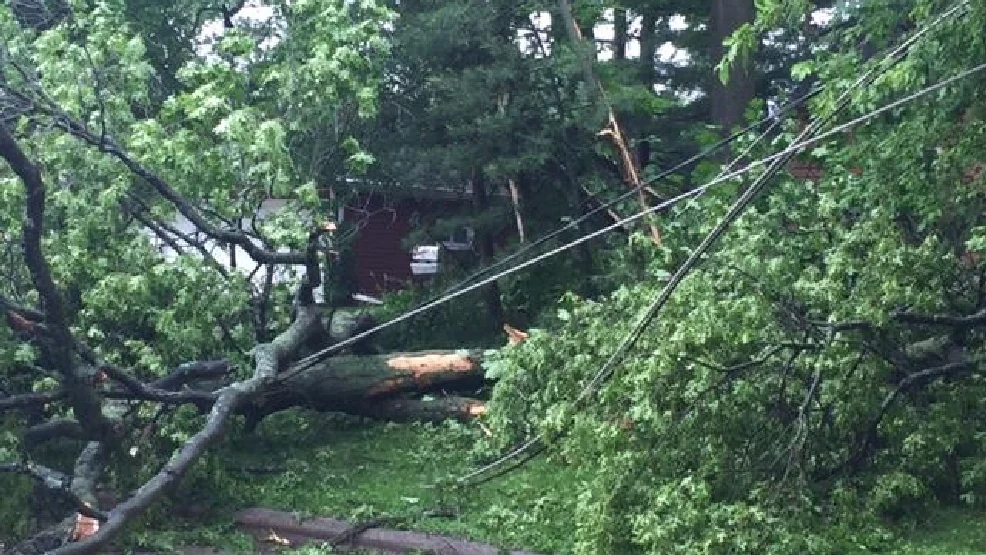 ZETDC warns trees near power lines cause outages