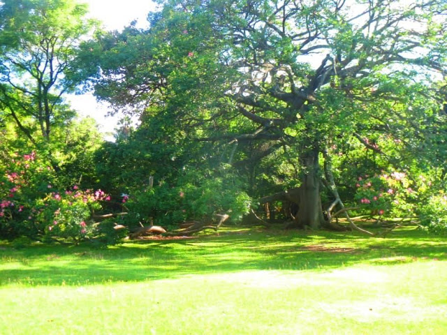 Zim News - Harare Gardens 2020 - IMG4.jpg