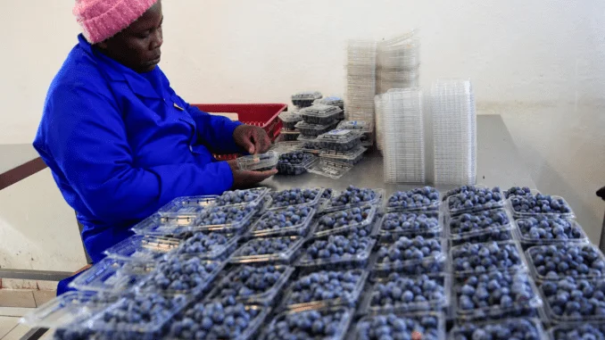 Zimbabweans can't eat the berries they grow