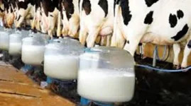 Zimbabwe Milk Production on the Rise.webp