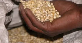 Agriculture Ministry hikes staple prices for new season.webp