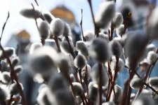Lazarus Saturday Tradition Brings Spring Joy.webp